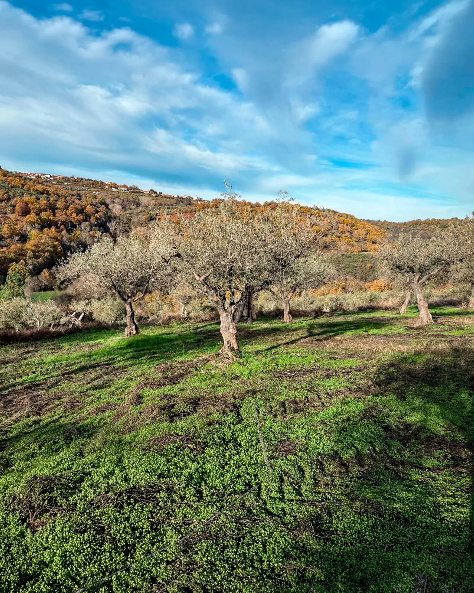 Olivais de Trás-os-Montes