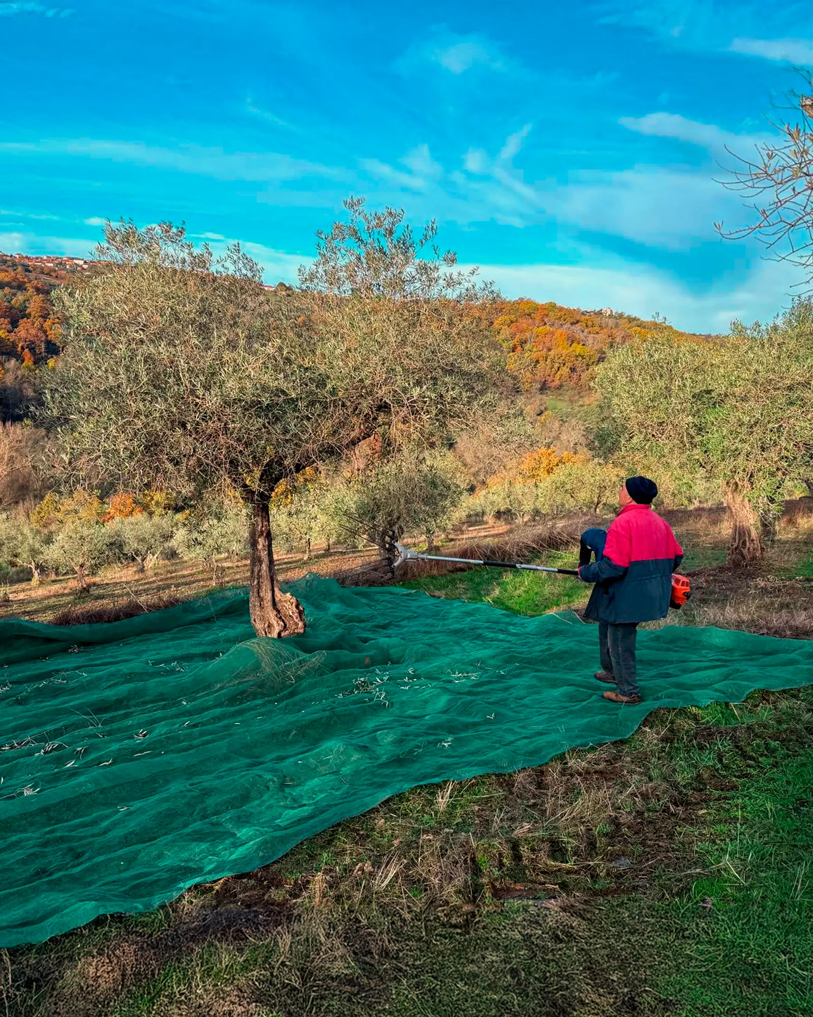 Oliveiras